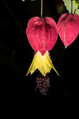 Abutilon megapotamicum