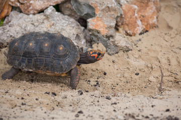 Detailed turtle closeup