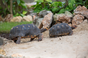 Turtle family race