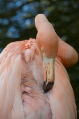 Detialed Flamingo