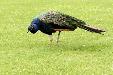 beautiful peacocks strolling in the park