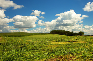 Partly mowed meadow in summer