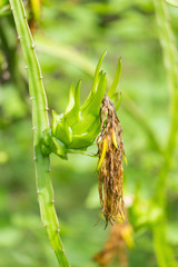 Raw dragon fruit at farm
