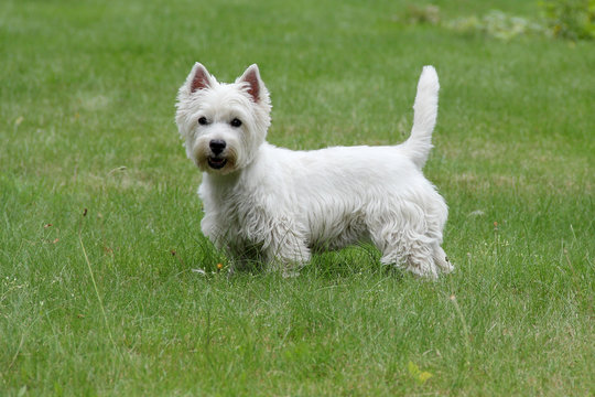 West Highland White Terrier