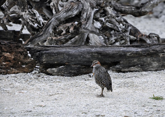 Gallirallus philippensis a land bird on Lady Elliot Island, Great barrier Reef Australia 