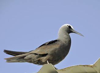 Anous stolidus or common Noddy a tropical seabird sitting on top of a roof, blue sky in the background 