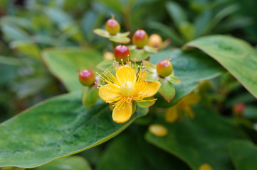 Yellow flowers of St John Wort (Hypericum) in bloom