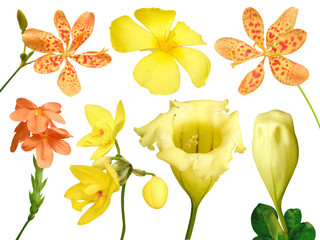 Set of colorful flower isolated, full bloom flora spring season (Yellow Showy chalicevine) orange orchid