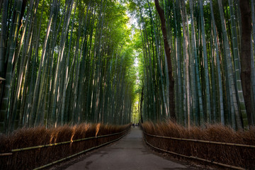 Bamboo grove of Arashiyama, Kyoto, Japan.