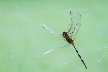 dragonfly being caught in a spiders web on blurred green background