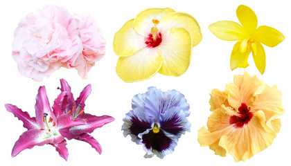 Set of colorful flower isolated, full bloom flora spring season (Flamenco Hibiscus)