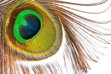 Fototapeta premium Detail of peacock feather eye on white background