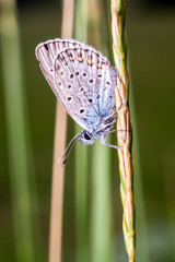 Farfalla in primo piano su stelo, farfallina, falena, insetto in primo piano, macro