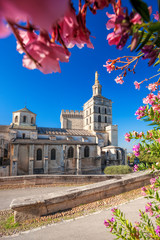 Avignon cathedral with flowers in Provence, France