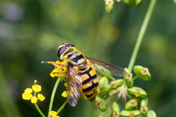 Ape gialla in primo piano impollina fiore, ape maia, ape, vespa, insetto su fiore, polline fiore giallo