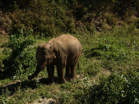 ELEFANTINO DELLA THAILANDIA