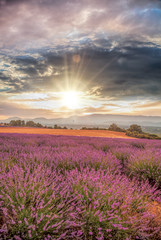 Obraz na płótnie Canvas Lavender field against colorful sunset in Provence, France