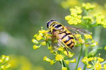 Ape gialla in primo piano impollina fiore, ape maia, ape, vespa, insetto su fiore, polline fiore giallo