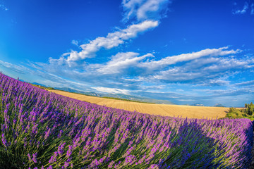 Lavender field against blue sky in Provence, France