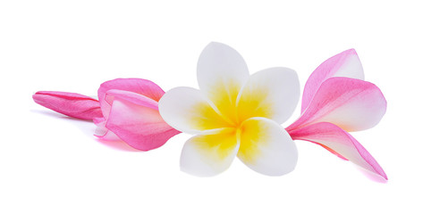 Plakat frangipani isolated on white