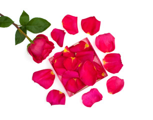 Isolated bright rose and petals in the box on a white background