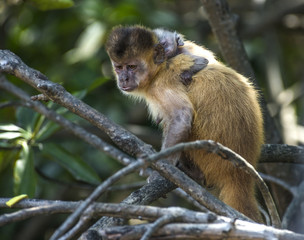 Female capuchin monkey with a baby on her back, Atins, Maranhao