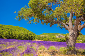 Simiane la Rotonde village with lavender field in Provence, France