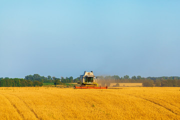 Naklejka premium Harvester machine working in field . Combine harvester agriculture machine harvesting golden ripe wheat field. Agriculture