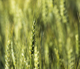 Grain head of wheat plant against field background