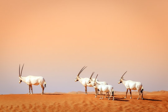 Arabian Oryx