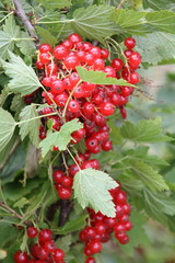 Red currants in the garden