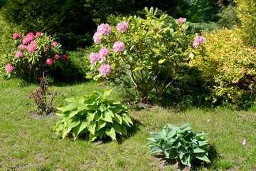 Landscape design with the blossoming rhododendron and hosts. Cor
