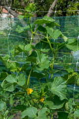 The growth and blooming of garden cucumbers