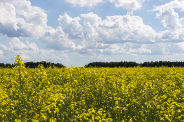 Obraz premium Canola crop farm field during summer