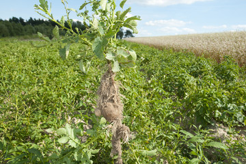 Potato Plant with Root