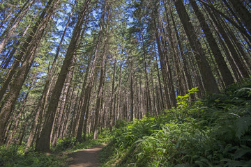Fototapeta na wymiar A trail leads upward through old growth cedar trees in Redwood National and State Park in Northern California