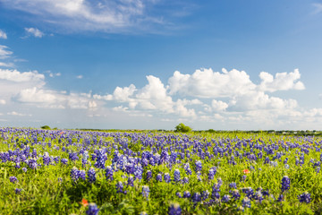 Texas Bluebonnet filed and blue sky in Ennis.