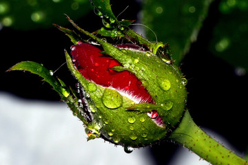 FLOR