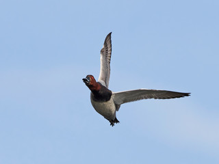 Common pochard (Aythya ferina)