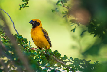 Asian Golden Weaver