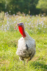 turkey on the lawn