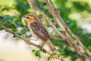 Asian Golden Weaver