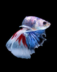 Betta fish.