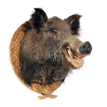 Wild boar (Sus scrofa) head isolated on a white background. Hunting trophy from wilderness.