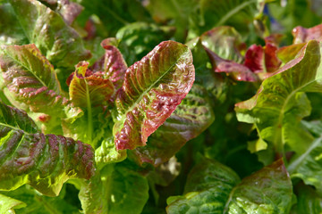  lettuce after the rain in the garden