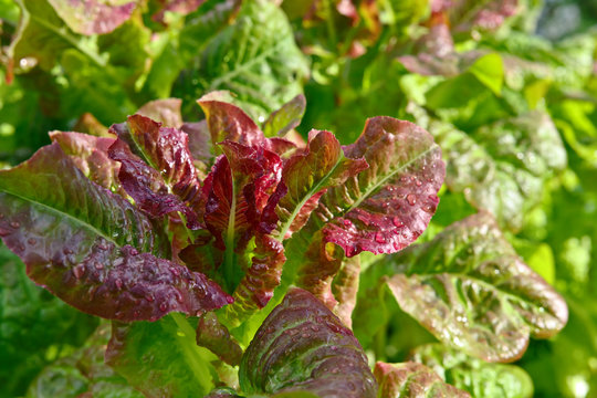  lettuce after the rain in the garden