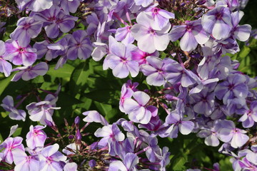Phlox - beautiful blooming herbaceous plants polemoniaceae