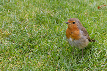 Young European Robin on lawn in English garden.