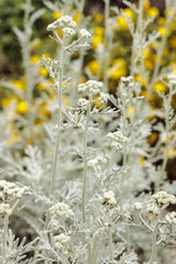 Wild grey plant with white flowers