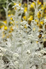 Fototapeten Wild grey plant with white flowers © John Hofboer